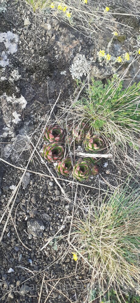 Enjoy Body And Foot 独占ポルノスター 写真