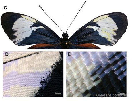 黒人女性のオンリーファンズ パーフェクト ギャラリー