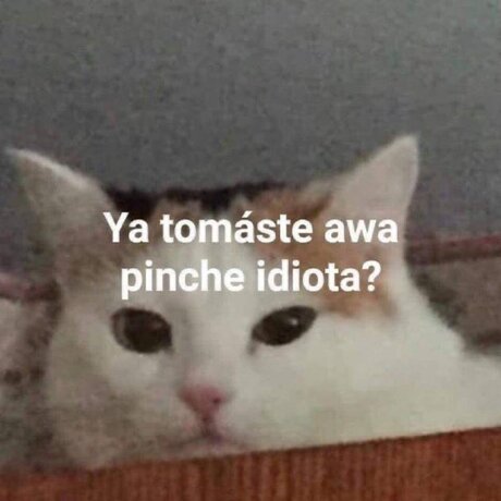 yasmin luna トップ女優 写真