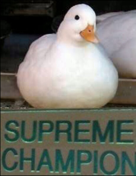 Peak 美しいポルノスター アーカイブ