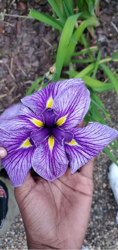 Nookie_ セクシーモデル 画像