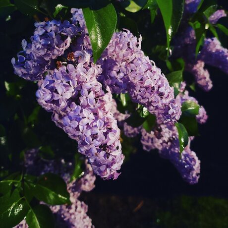 Miss Vixxen エロティック女優 アーカイブ