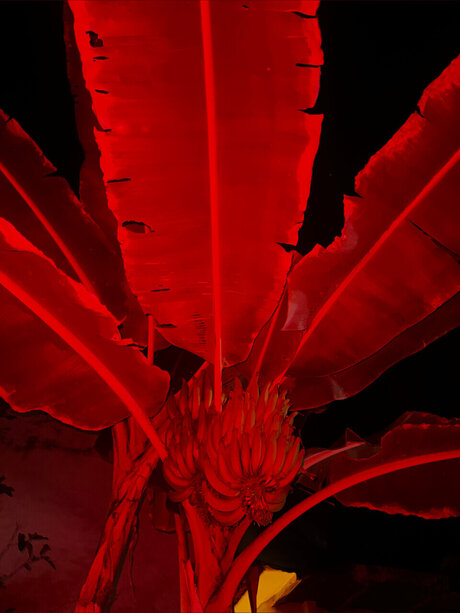 babybutter666 トップスター ギャラリー