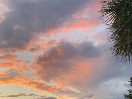 Sacred Dnari スター 画像