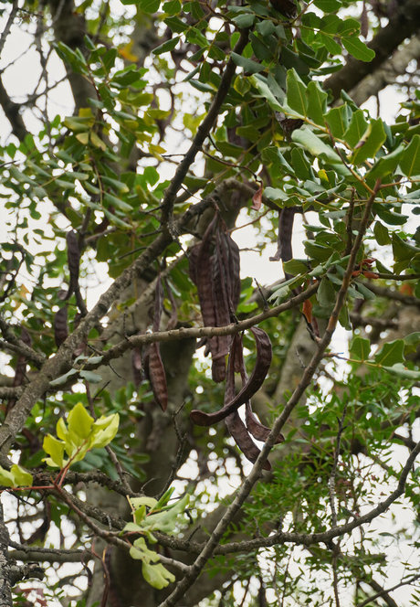 more than palnts 最高のモデル 画像