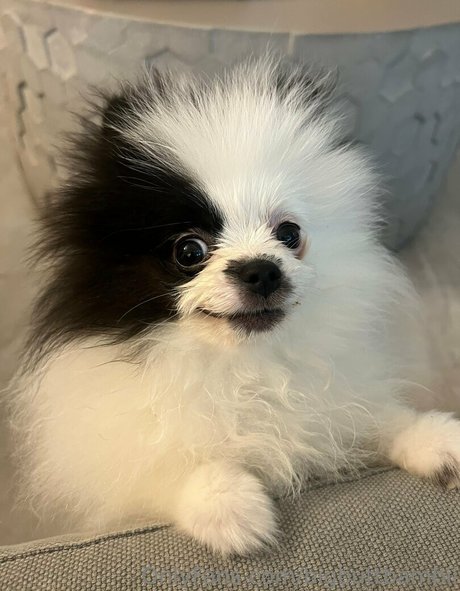 bigbuttbambii モデル 写真