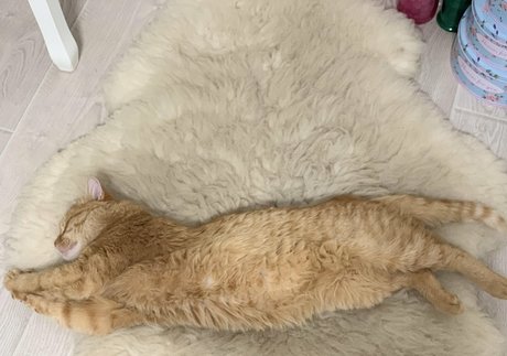 Suzanna De Rose ポルノスター パーフェクト ギャラリー