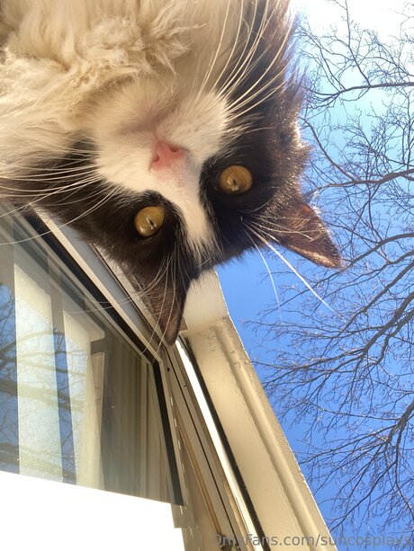 Suncosplays アートスター ギャラリー