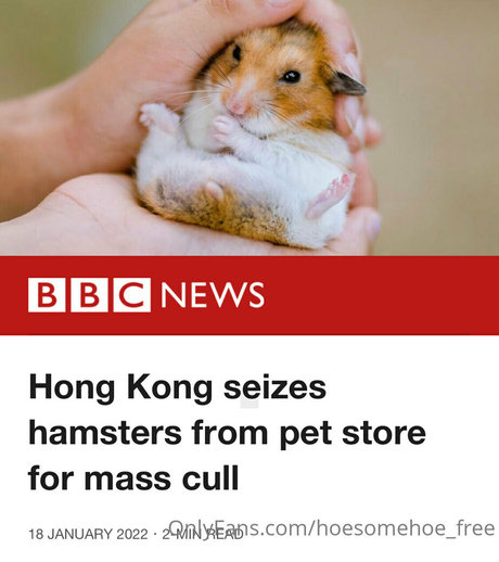 melissa cho chang free 完璧なスター 写真