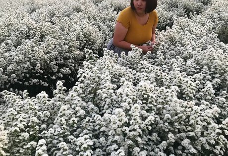 Phiromya Pangyouk ホットスター 画像