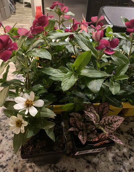 realskygray HDポルノスター 画像