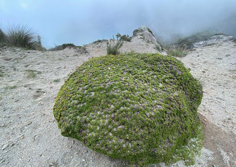 the real ninja girl 無料のスター 画像