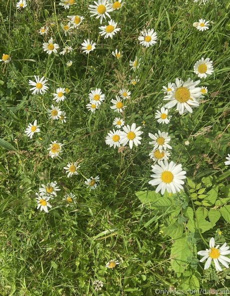 daisy vip 高品質モデル アーカイブ