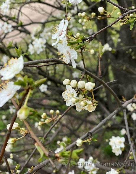 banana69split プロフィール写真