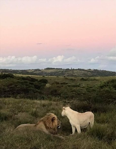 naughtyvettech アートポルノスター ギャラリー