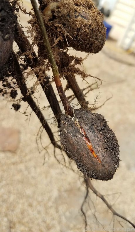 driftinggem エロティックなスター 画像