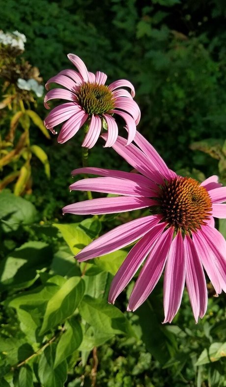 driftinggem セクシーなスター 画像