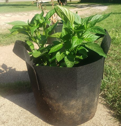 veronikaplants かわいいスター 写真