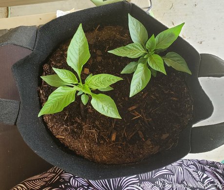 veronikaplants ホットなポルノスター 画像