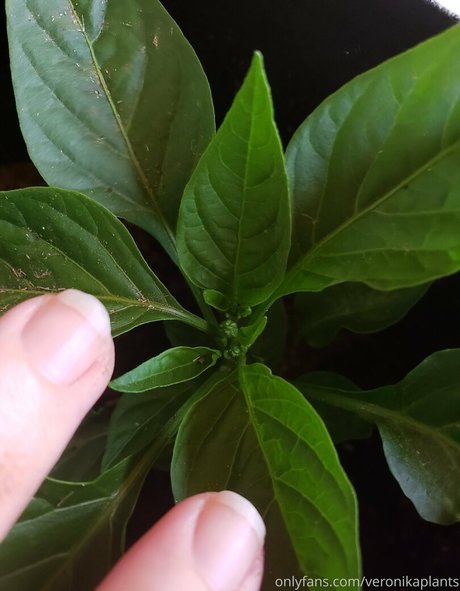 veronikaplants ポルノスター セクシー 写真