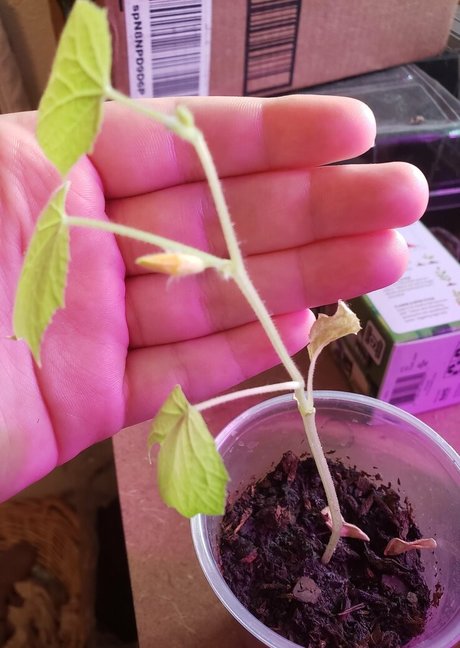 veronikaplants ポルノスター HD 写真