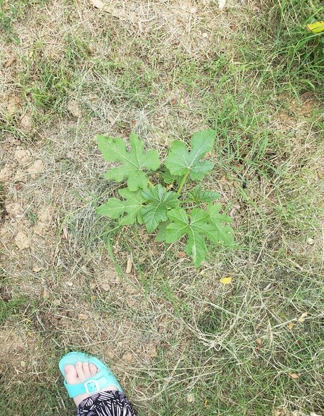 veronikaplants 高品質のポルノスター アーカイブ