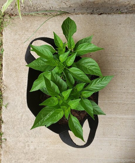 veronikaplants ポルノスター セクシー ギャラリー