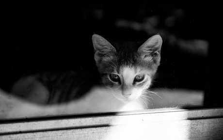 fosterkittendad ポルノモデル 写真