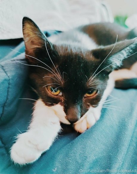 fosterkittendad ポルノモデル アーカイブ