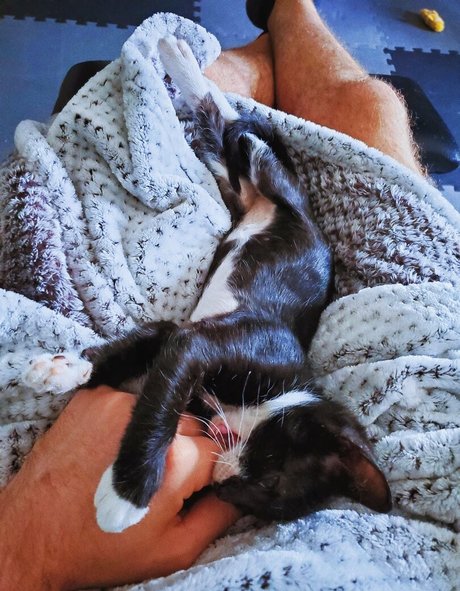 fosterkittendad ヌードのポルノスター 写真