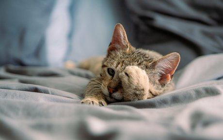 ティックトックスター オンリーファンズ ポルノ 写真