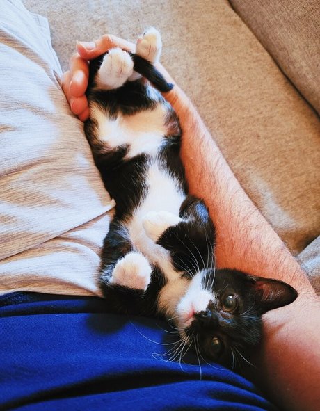 fosterkittendad 写真集