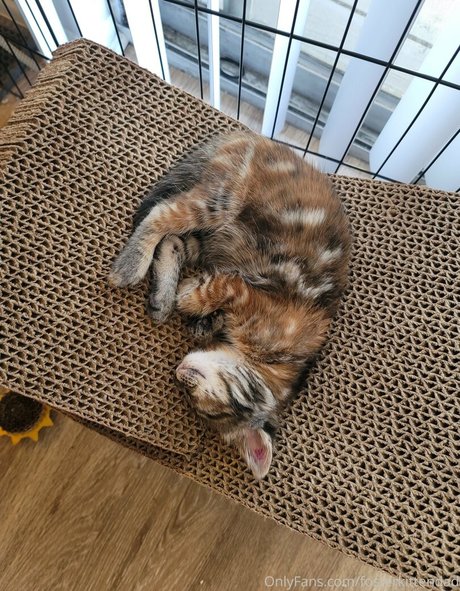 fosterkittendad 最高のスター 写真