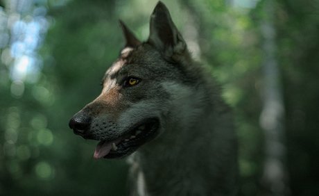 Senedy プロフィール写真