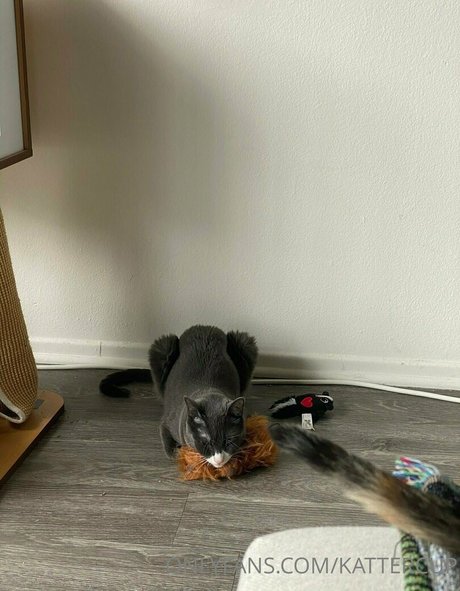 ランジェリーファックオンリーファンズ ポルノ 写真