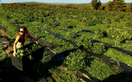 danceincannabis ヌードモデル ギャラリー