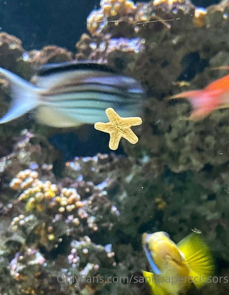 shawnie ポルノスター 写真