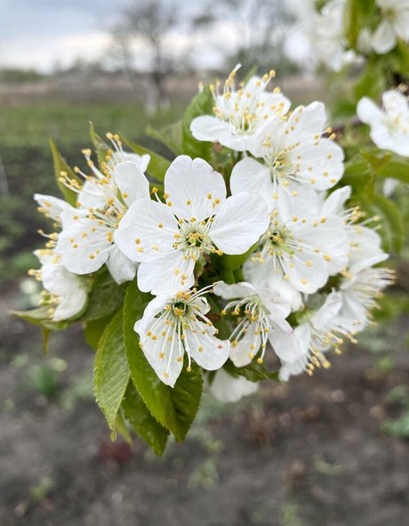 tobinedamfree ヌードのポルノスター ギャラリー