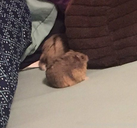 geminiscamp ポルノスター 写真