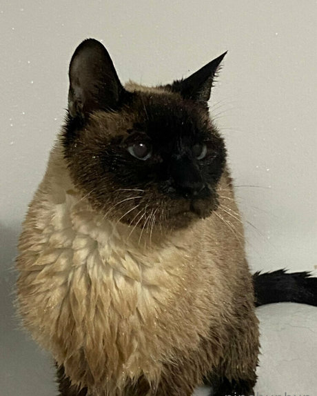 キムチオンリーファン セクシー裸 アーカイブ