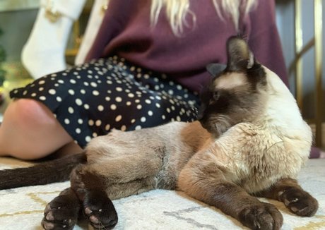 ドイツのアマチュアオンリーファンズ 可愛い 画像