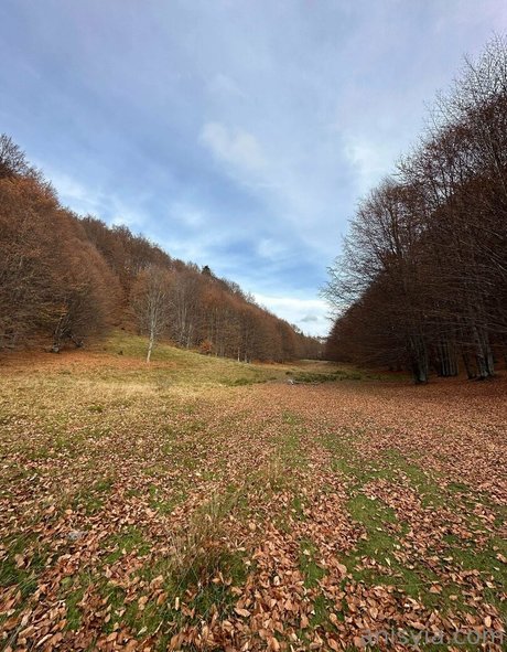 Anisyia_ 高品質のスター ギャラリー