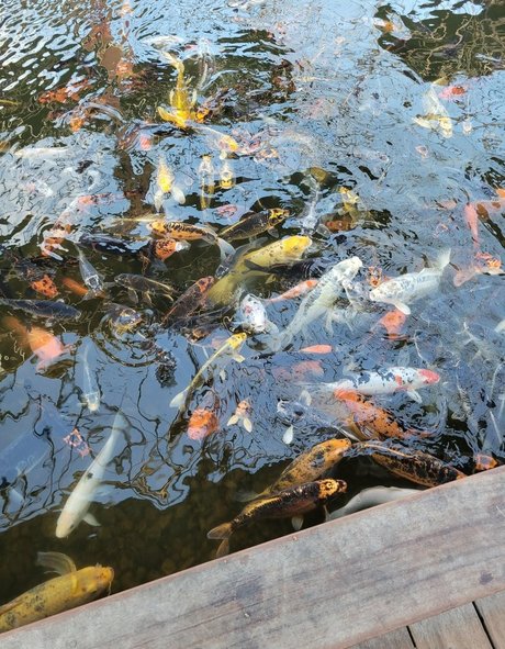 geekikitten 独占スター 画像