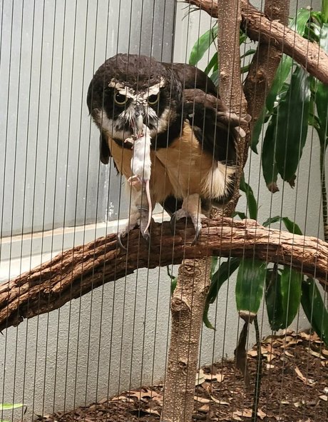 アラブの太ったオンリーファンズ アダルト 写真