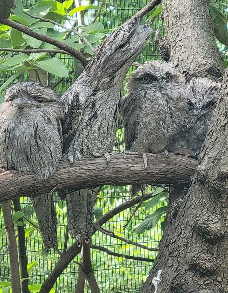 geekikitten ポルノスター ギャラリー