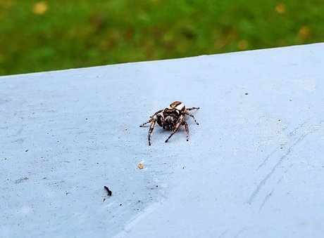 pandafluff1137 ヌードモデル 画像