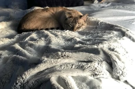 wolf6actual 美しいスター 画像