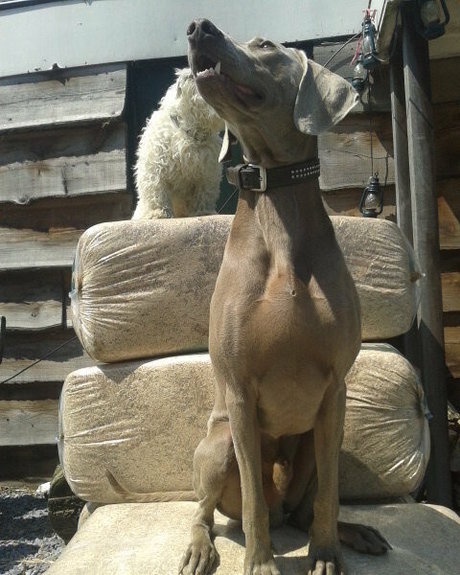 siswetlive 写真集