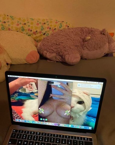 Fattestcat アートスター 写真