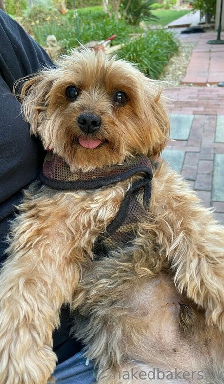 NakedBakers 美しいモデル 画像